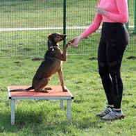 Caniparc - Pack 7 Jeux - Animo-Concept, N°1 Français pour la propreté canine